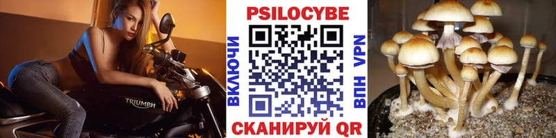 Галлюциногенные грибы Cubensis  Кизилюрт 